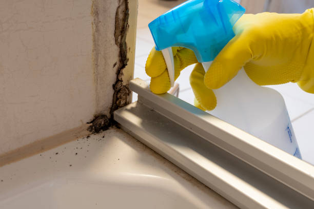 Best Kitchen Mold Remediation in Wilson, AR