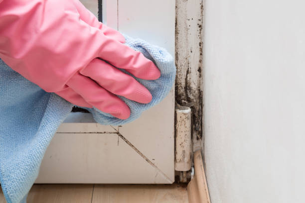 Wilson, AR Mold Remediation Company