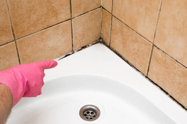 Best White Mold Remediation in Wilson, AR